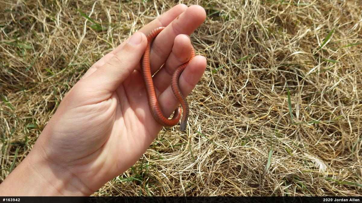 Red-bellied Snake