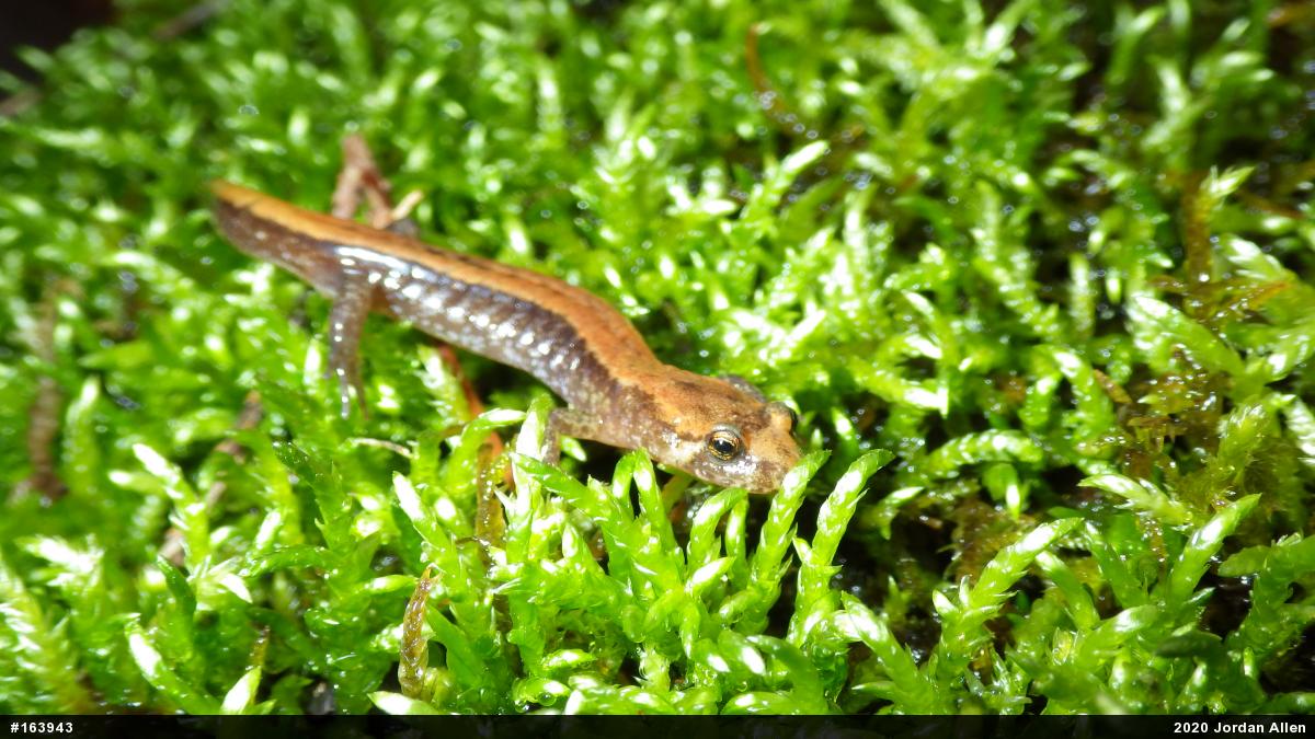 Allegheny Mountain Dusky Salamander