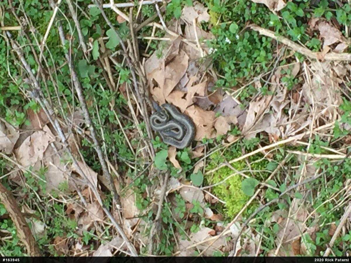 Eastern Gartersnake