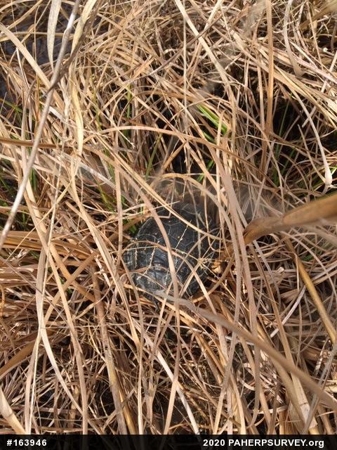 Spotted Turtle