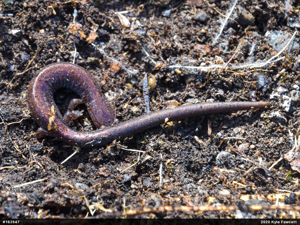 Eastern Red-backed  Salamander