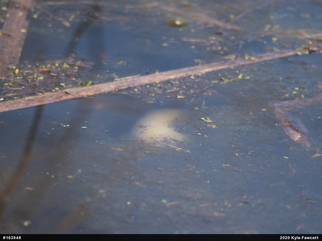 Spotted Salamander