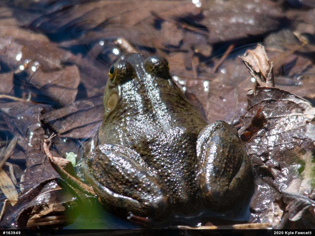 American Bullfrog