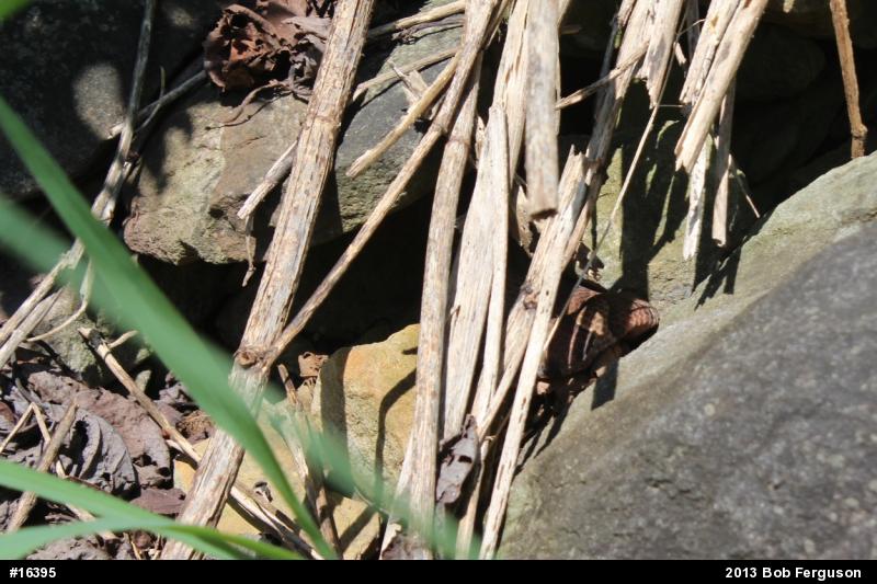Northern Copperhead