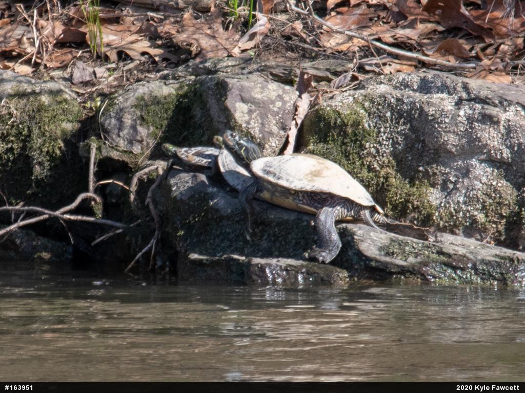 Northern Map Turtle