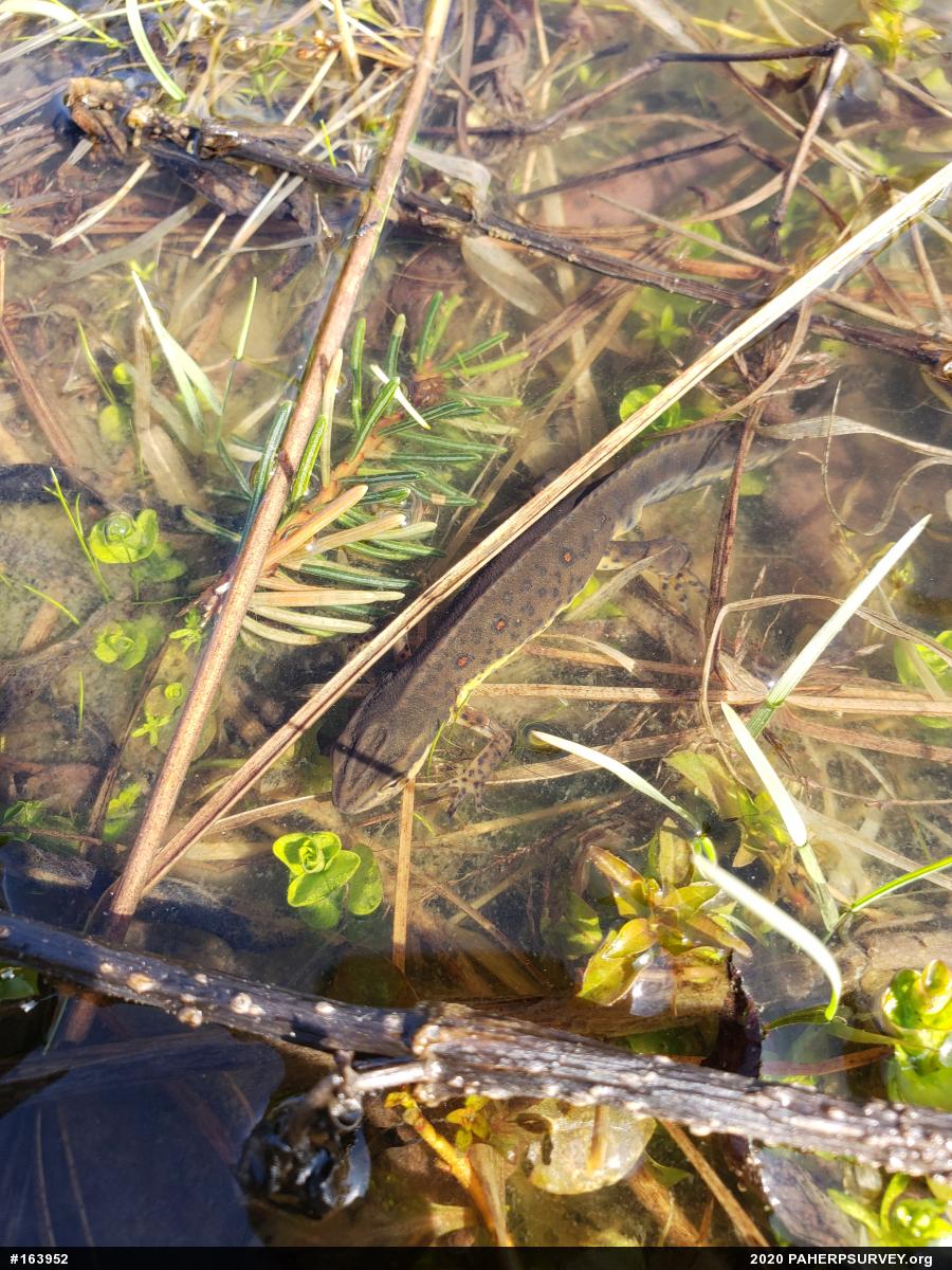 Red-spotted Newt