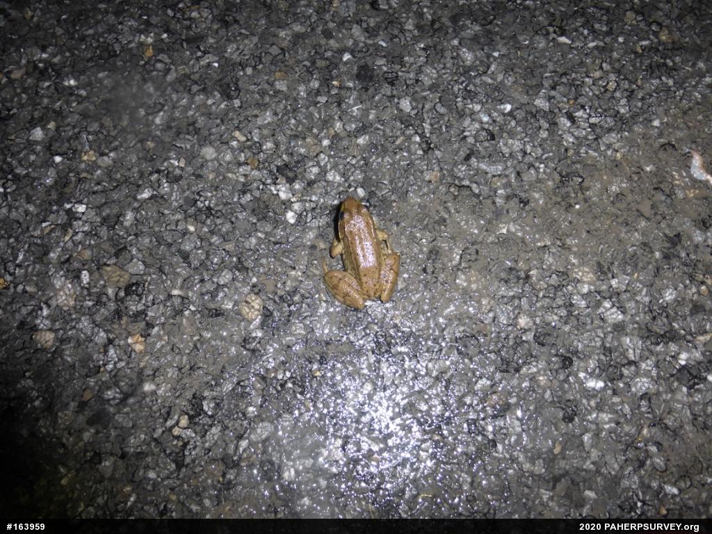 Green Frog