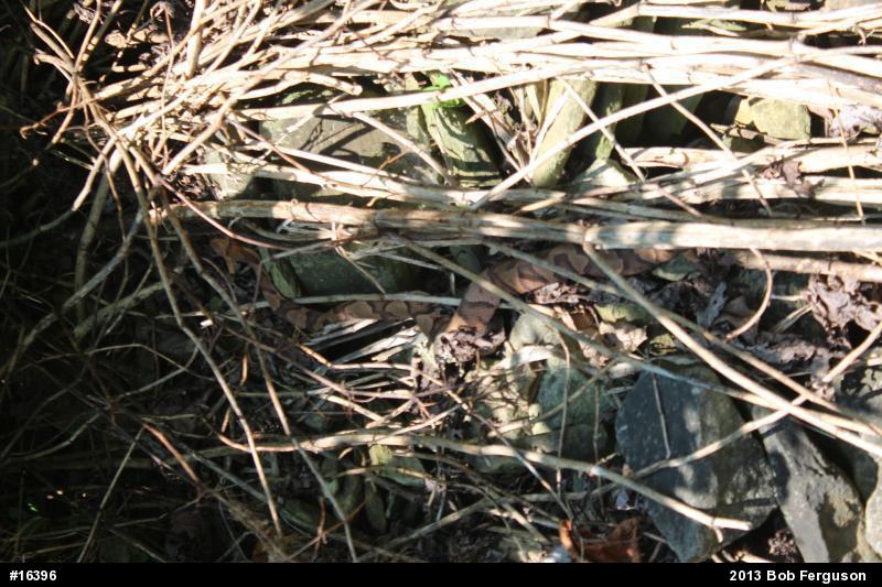 Northern Copperhead