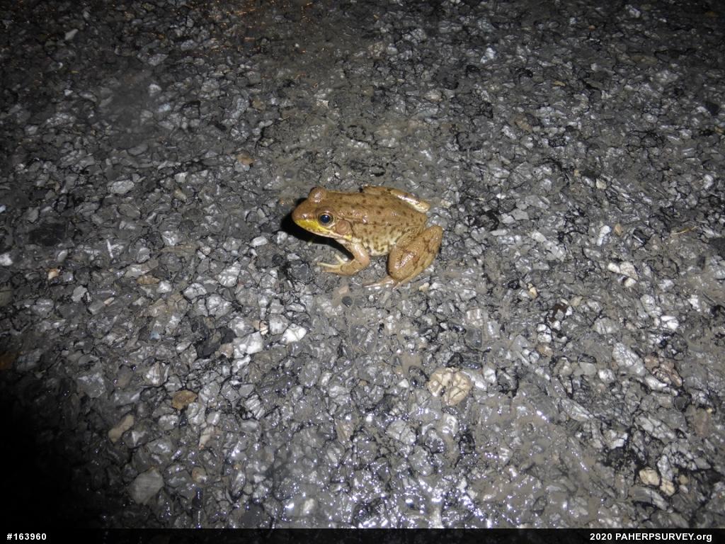 Green Frog