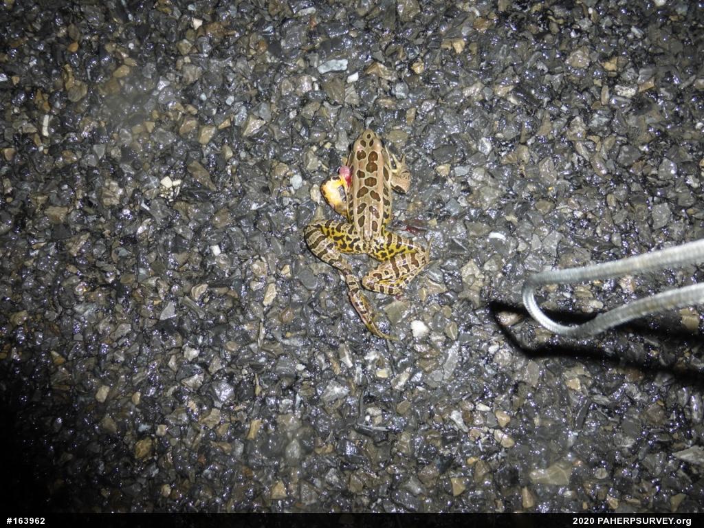 Pickerel Frog