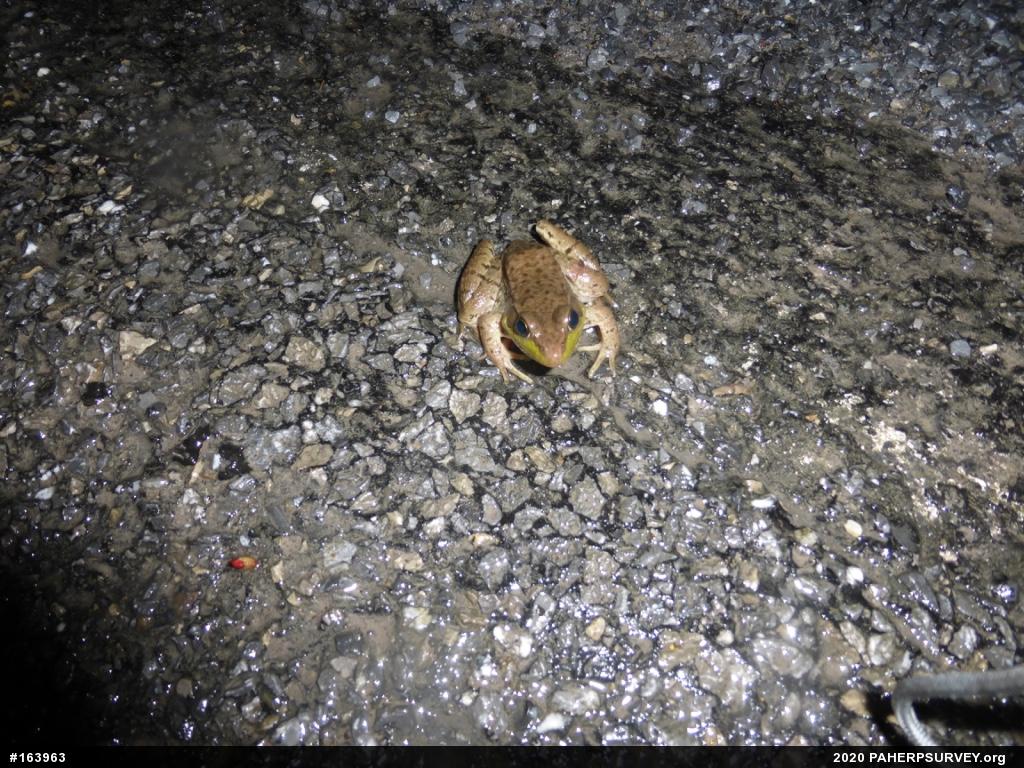 Green Frog