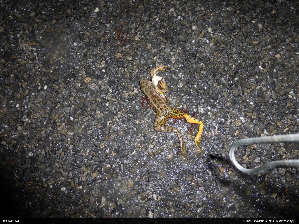 Pickerel Frog