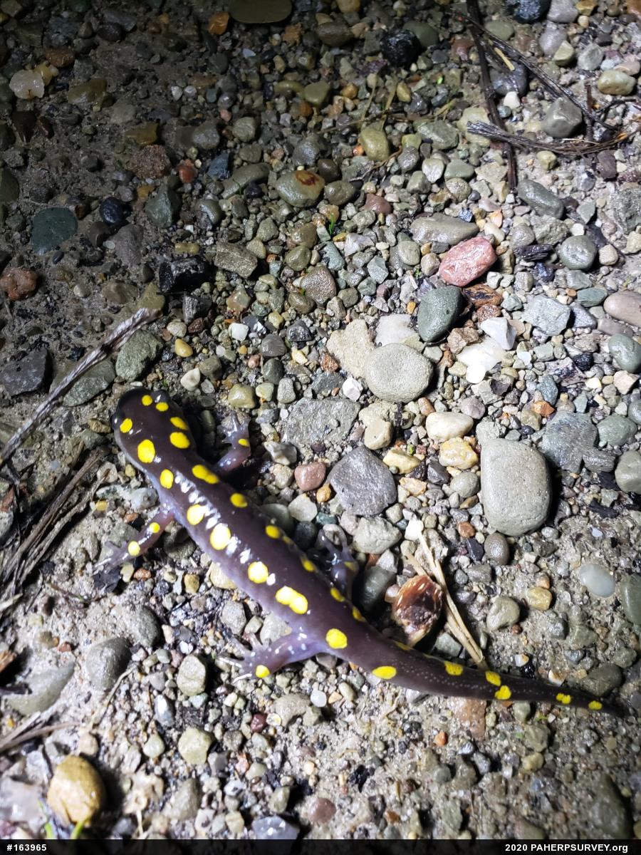 Spotted Salamander
