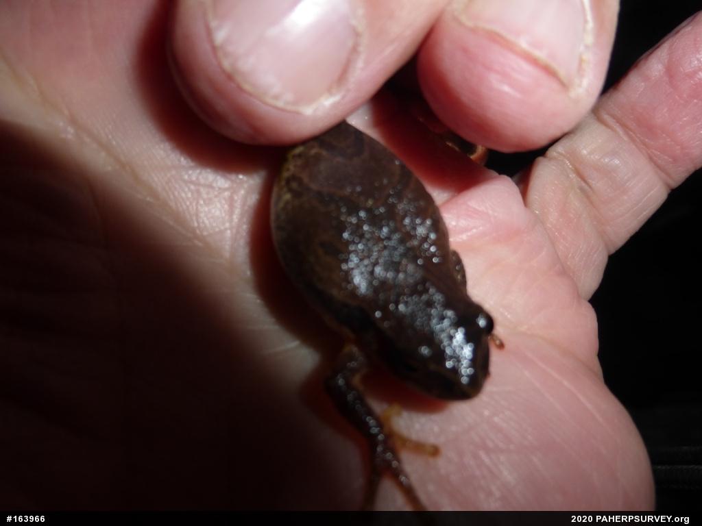 Spring Peeper