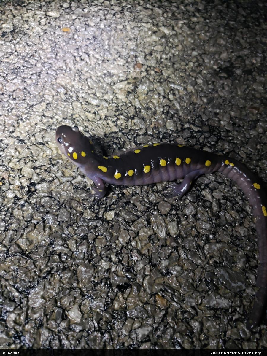 Spotted Salamander