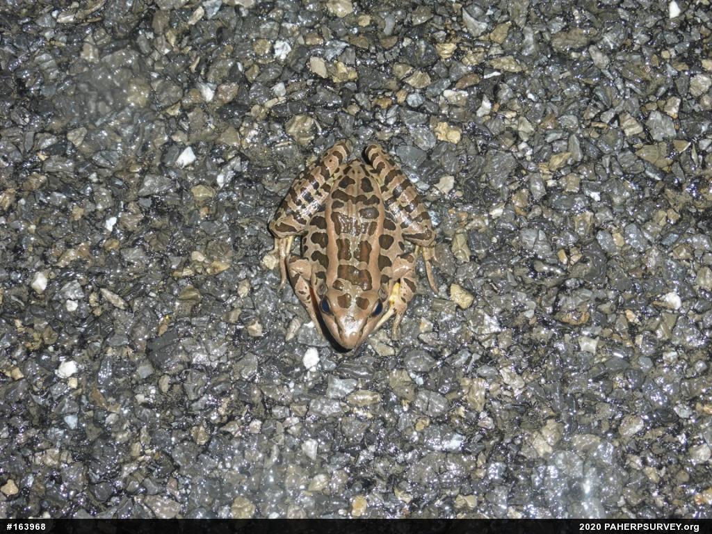 Pickerel Frog