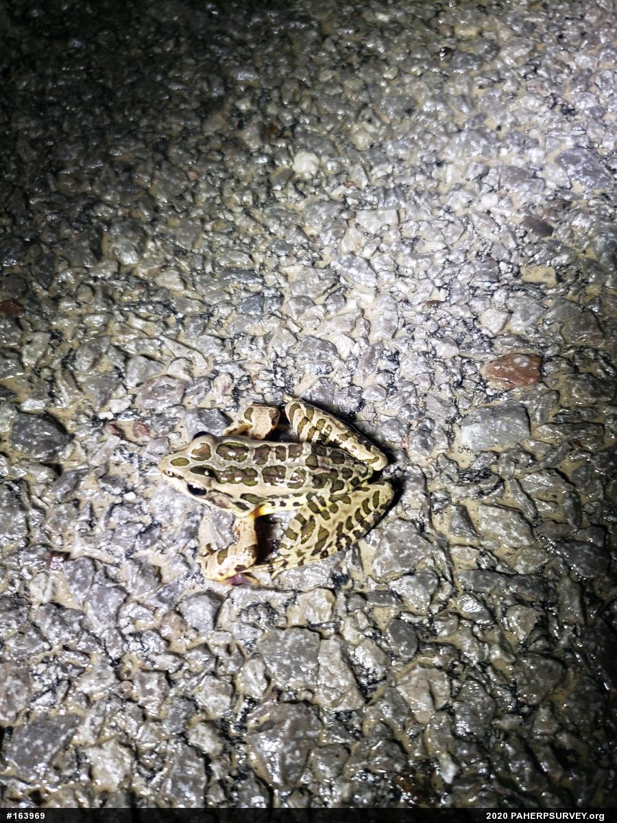 Pickerel Frog