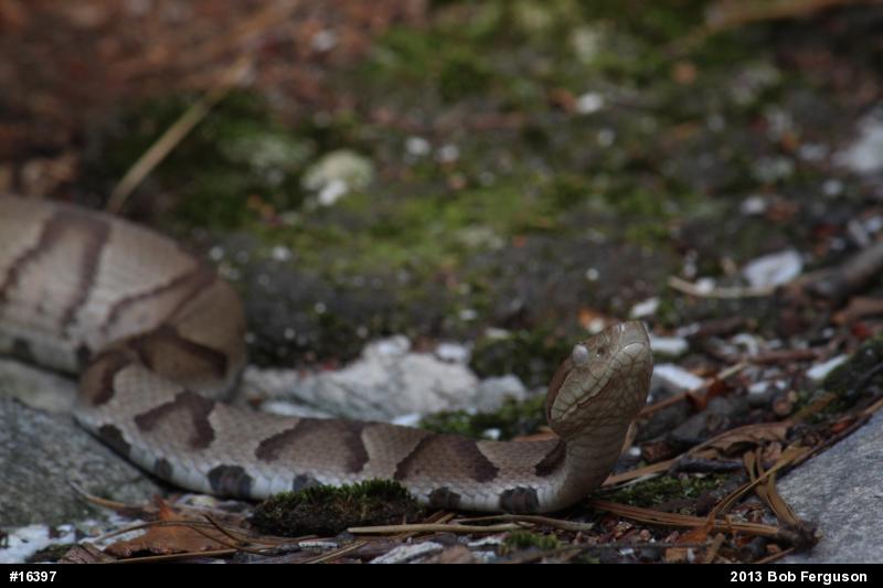 Northern Copperhead
