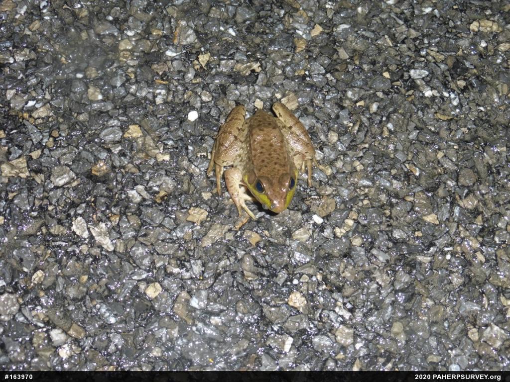 Green Frog