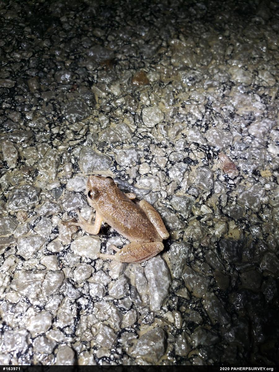 Spring Peeper