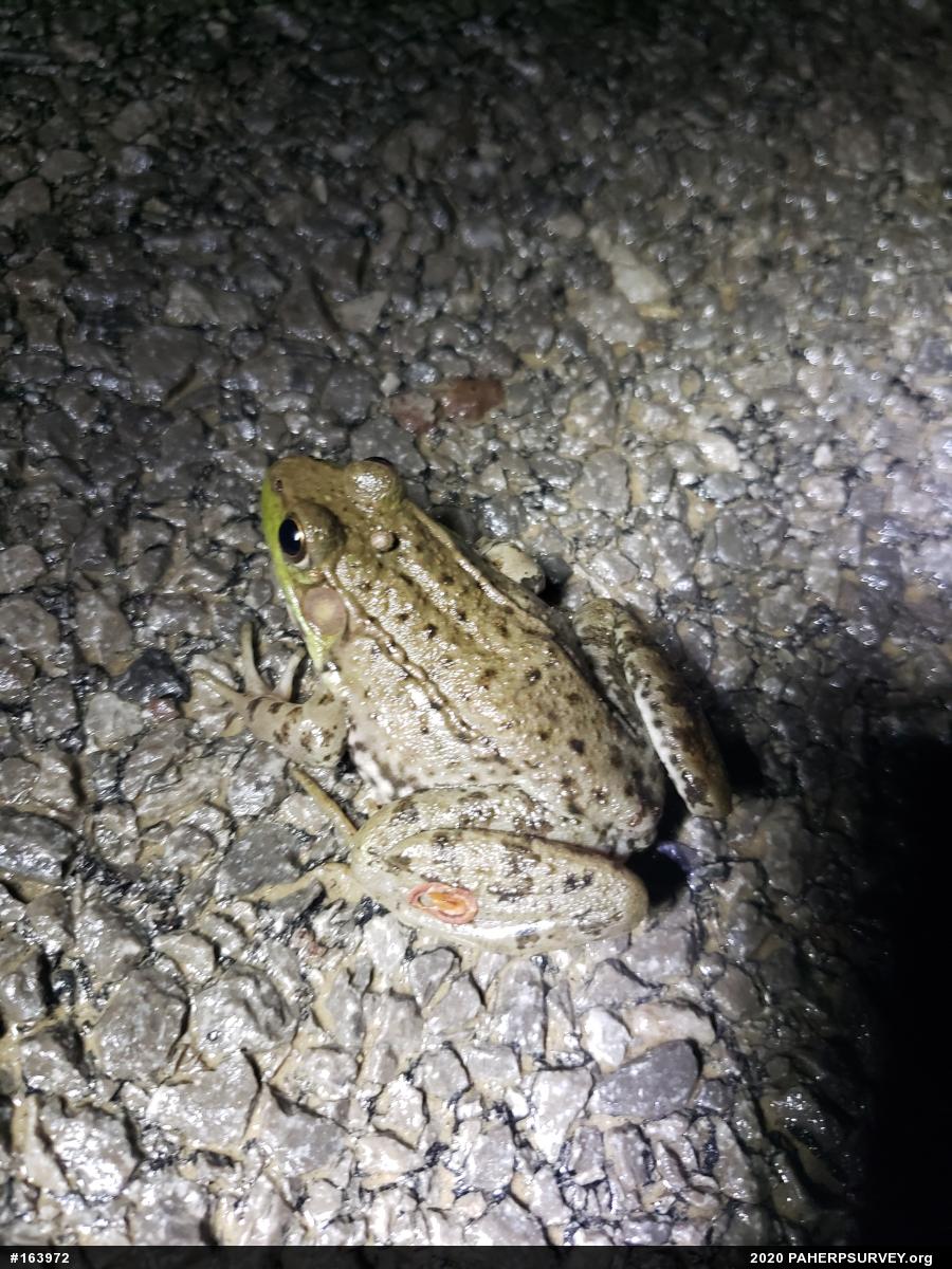 Green Frog