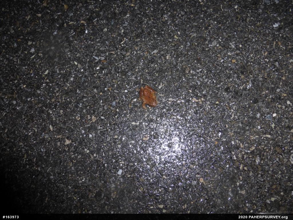 Spring Peeper