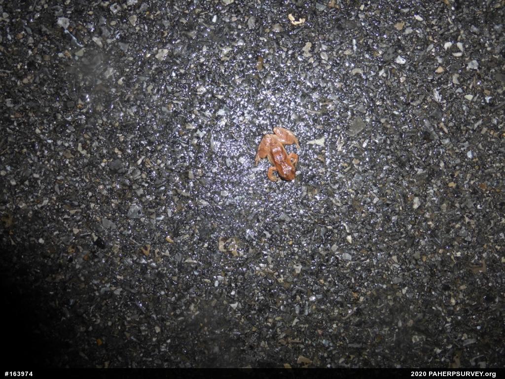 Spring Peeper