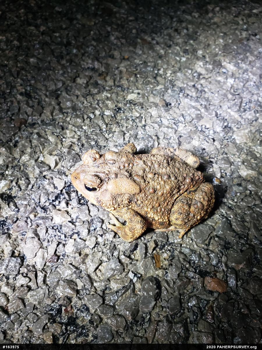 Eastern American Toad