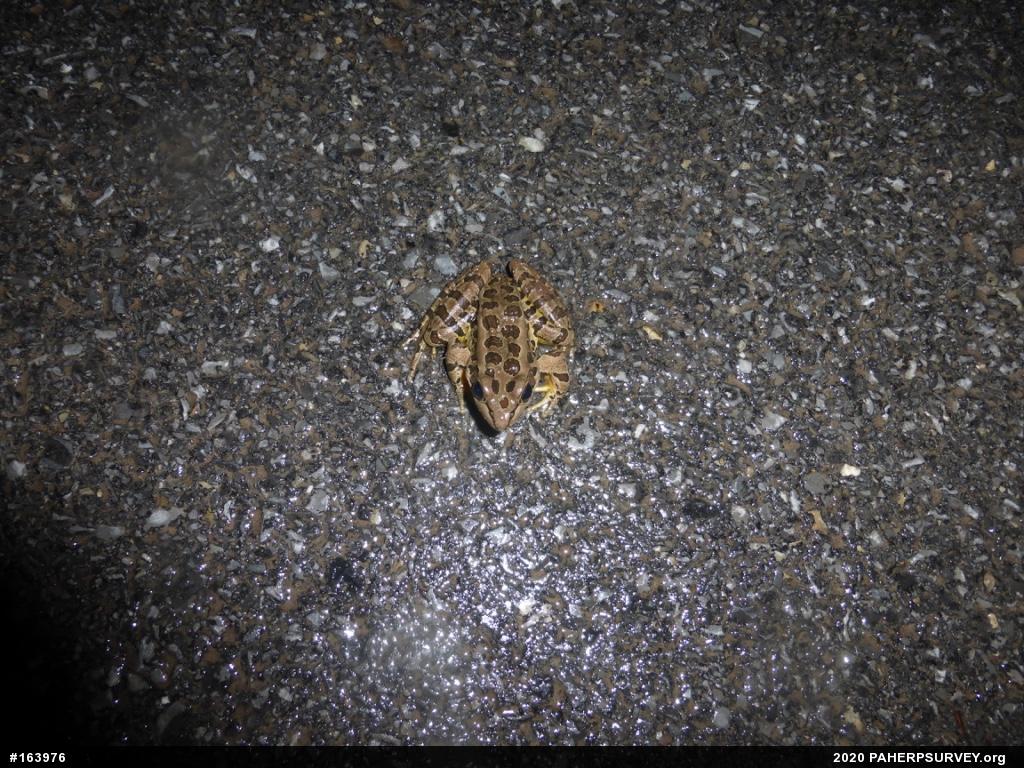 Pickerel Frog