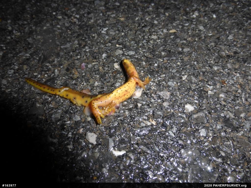 Red-spotted Newt