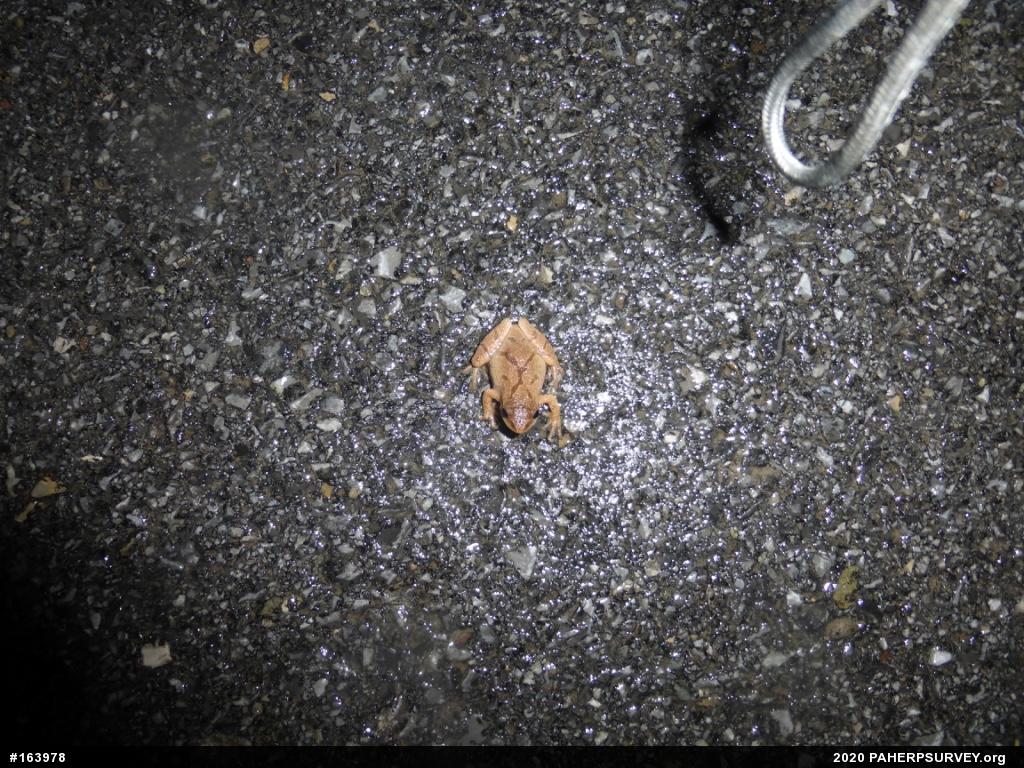 Spring Peeper