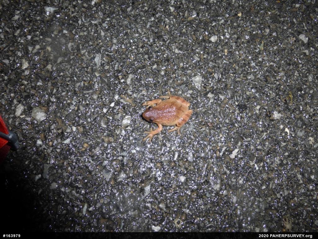 Spring Peeper