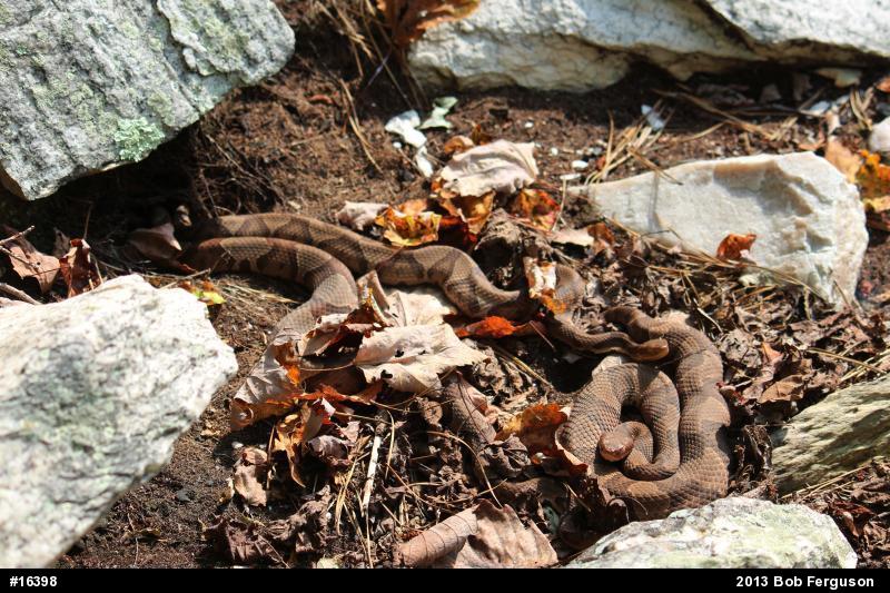 Northern Copperhead