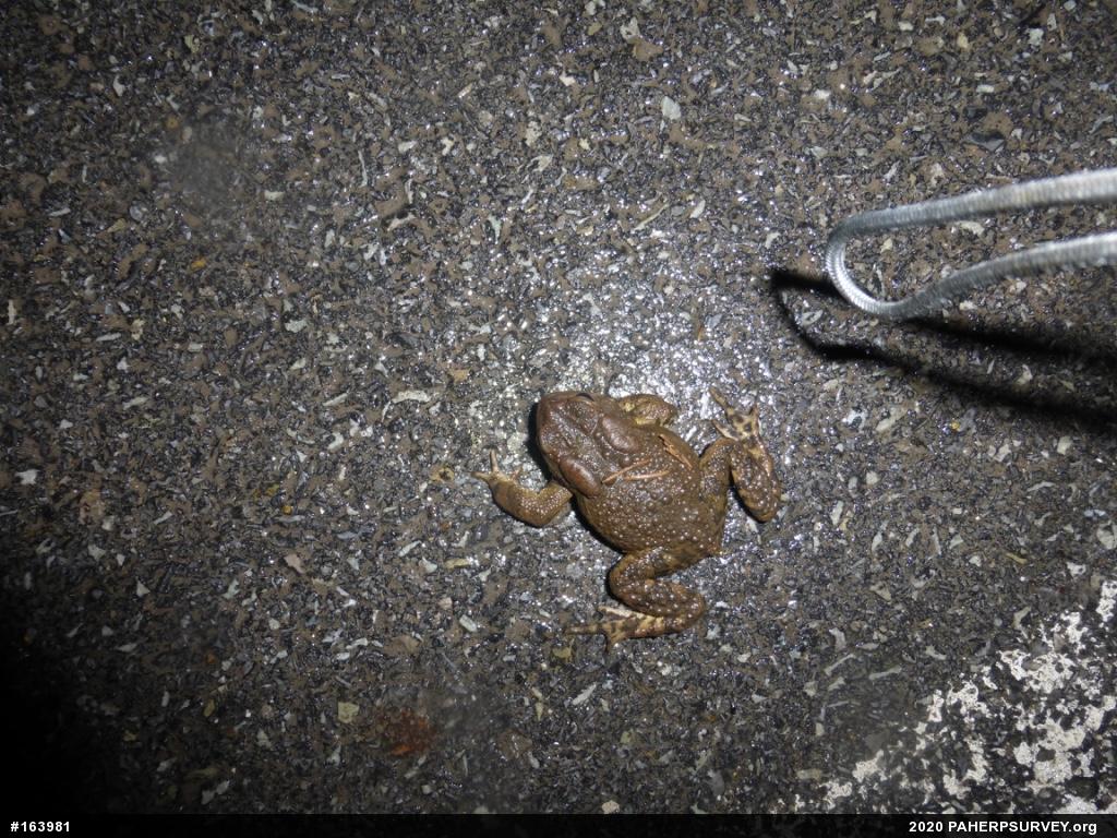 Eastern American Toad