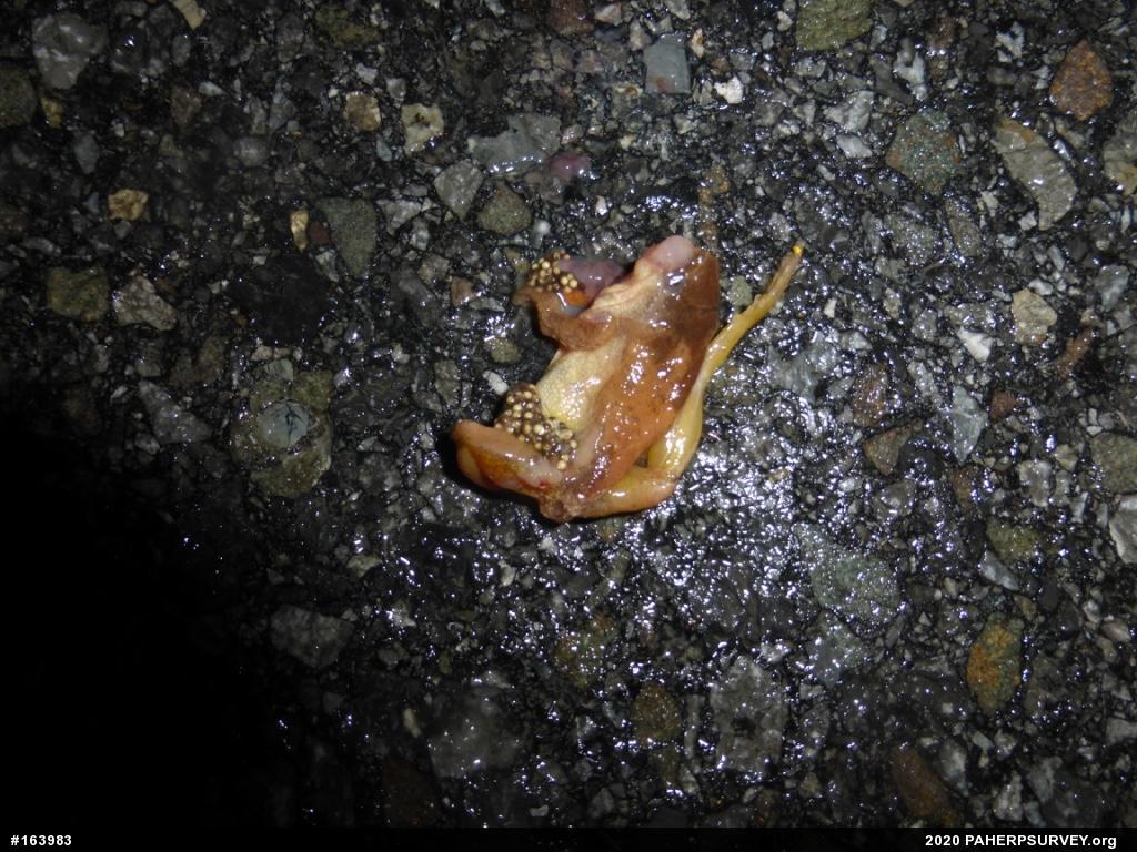 Spring Peeper