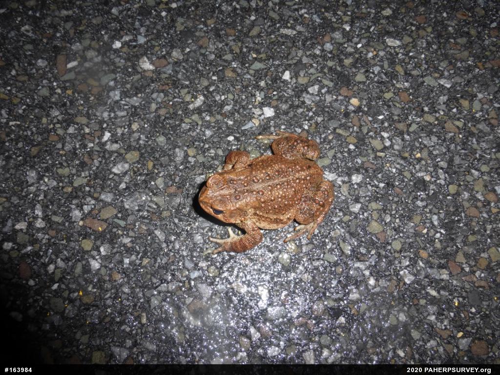 Eastern American Toad
