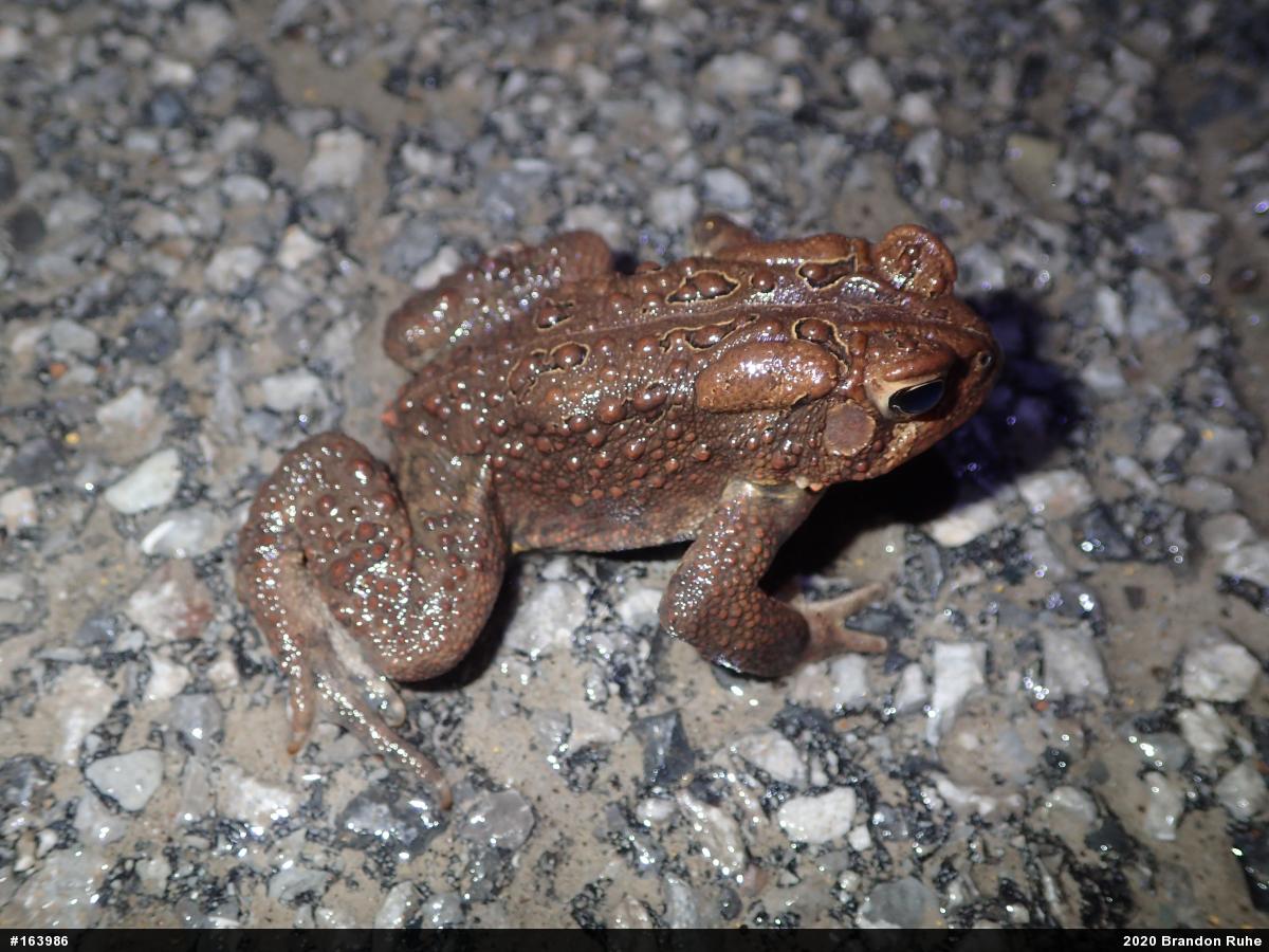 Eastern American Toad