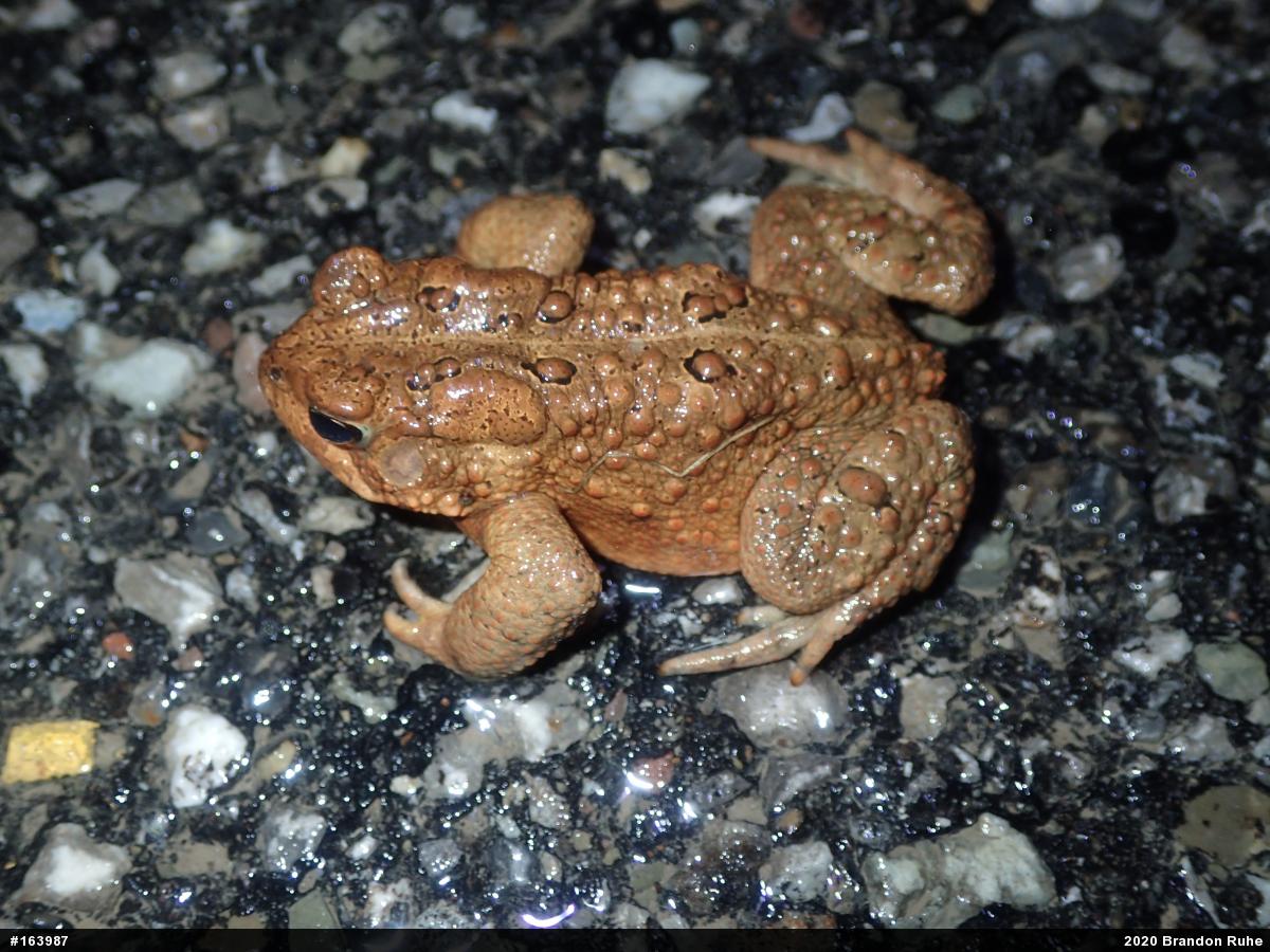Eastern American Toad