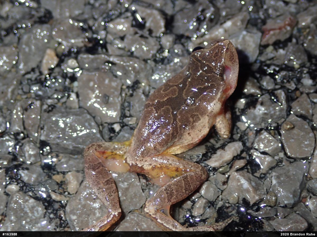 Spring Peeper