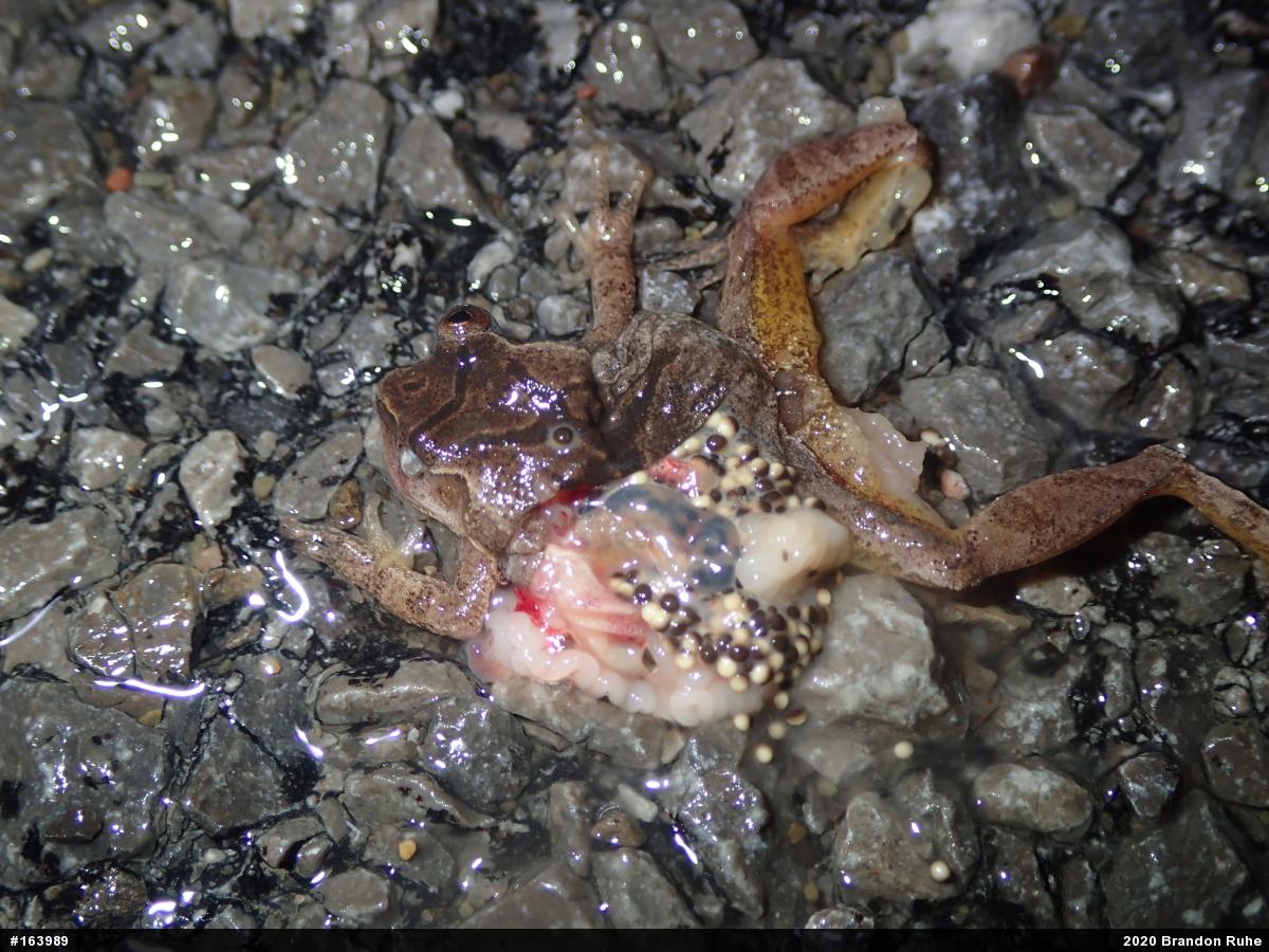 Spring Peeper