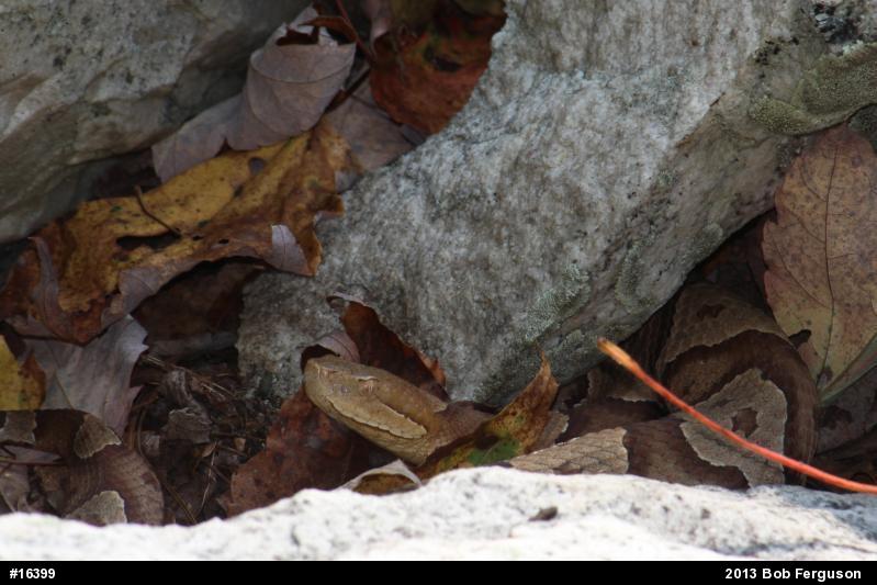 Northern Copperhead