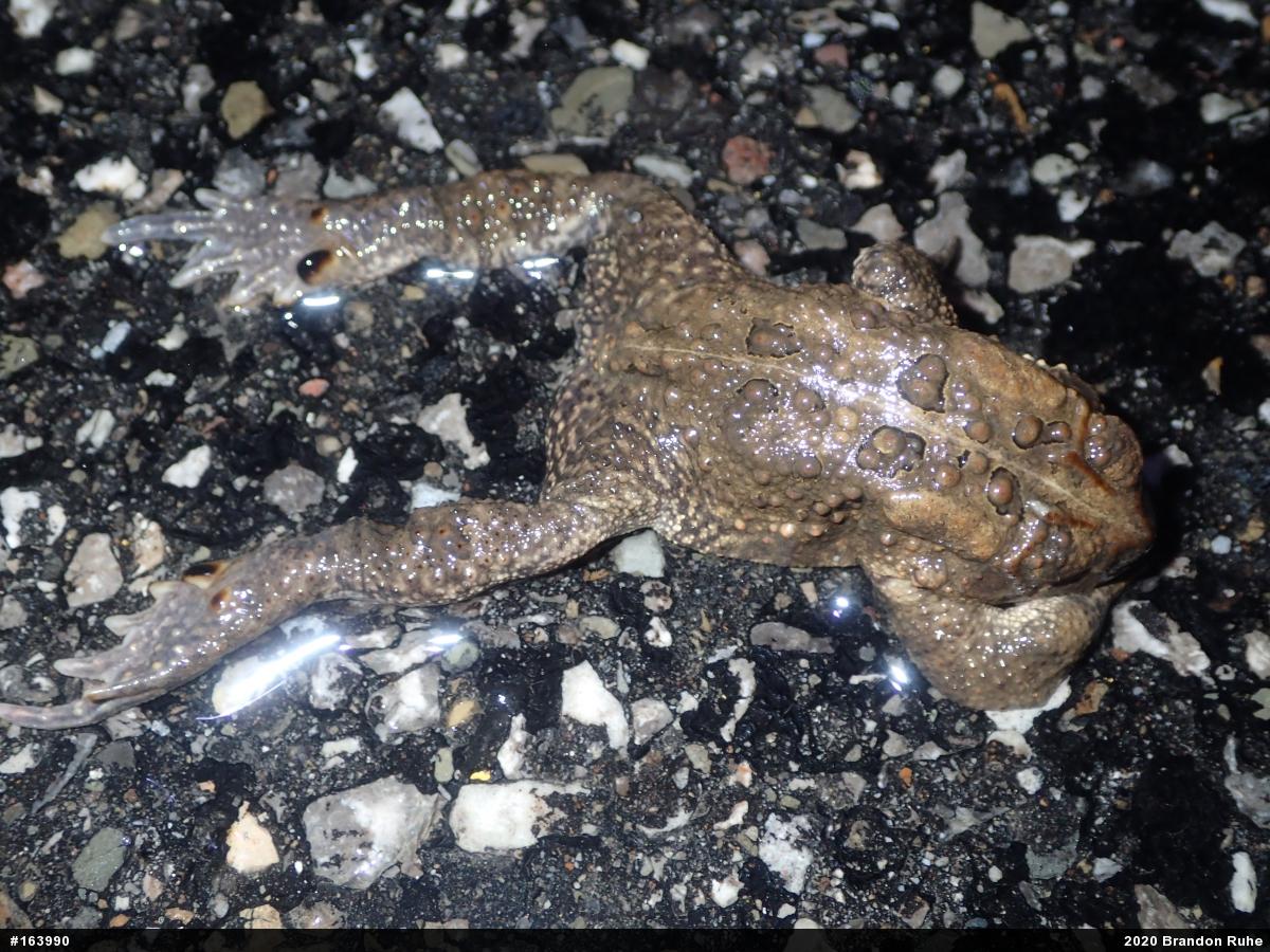 Eastern American Toad