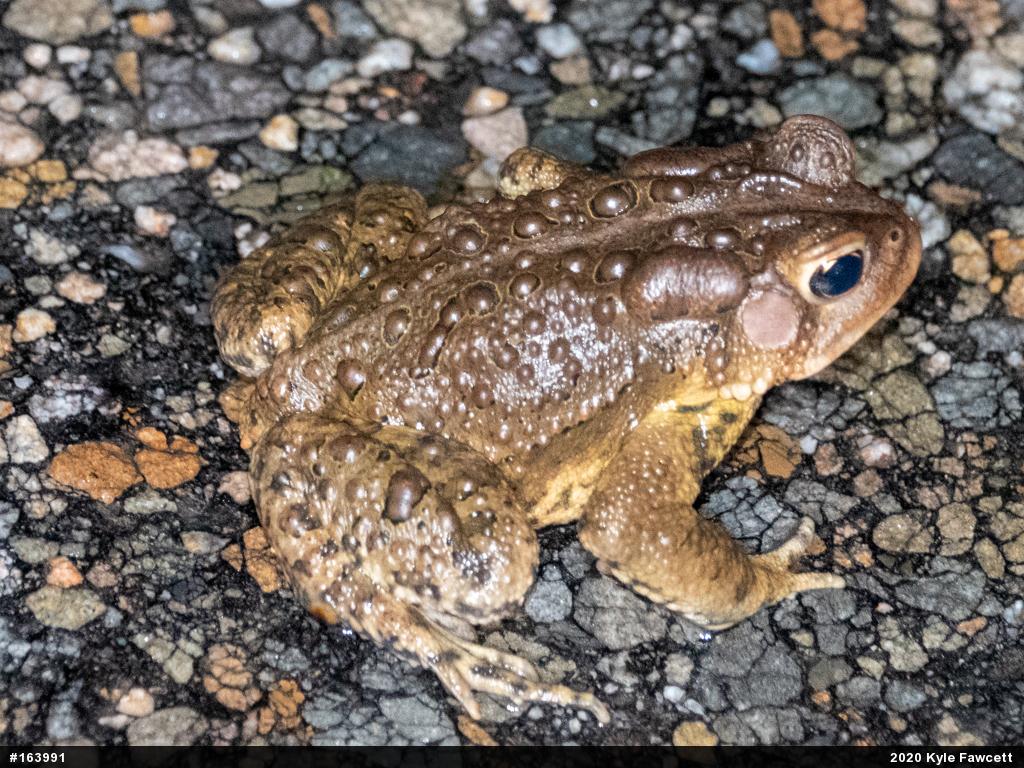 Eastern American Toad