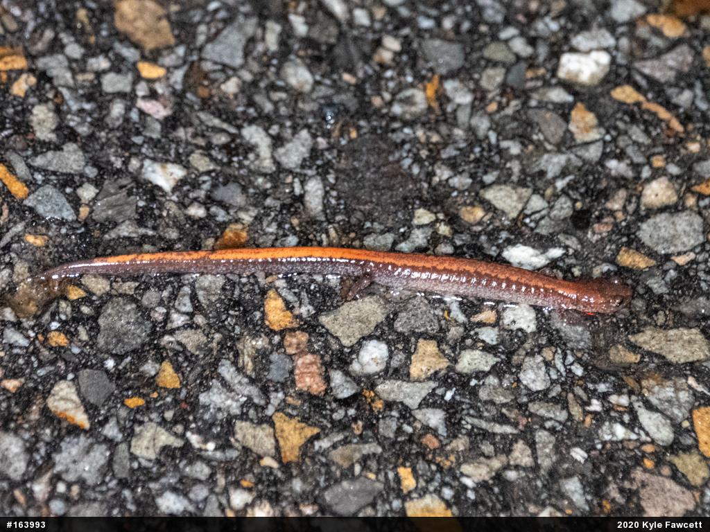 Eastern Red-backed  Salamander