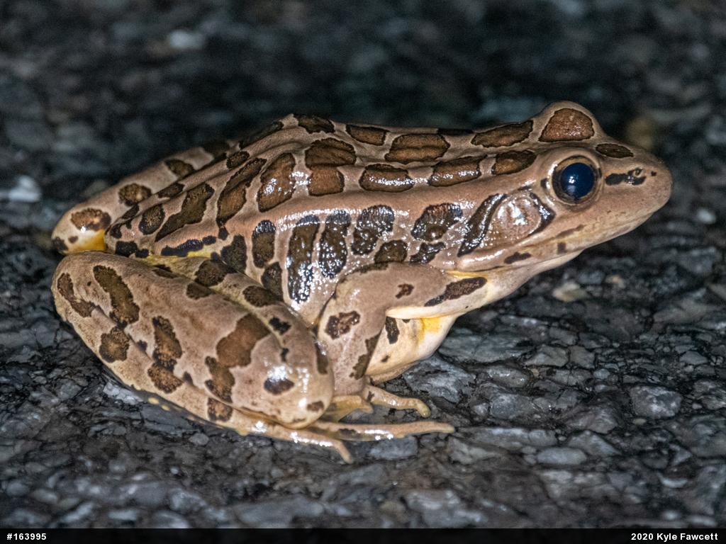 Pickerel Frog
