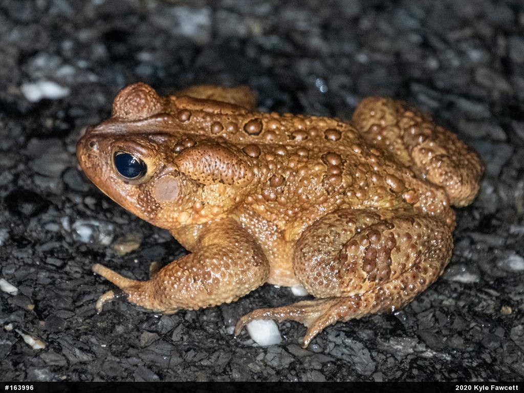 Eastern American Toad