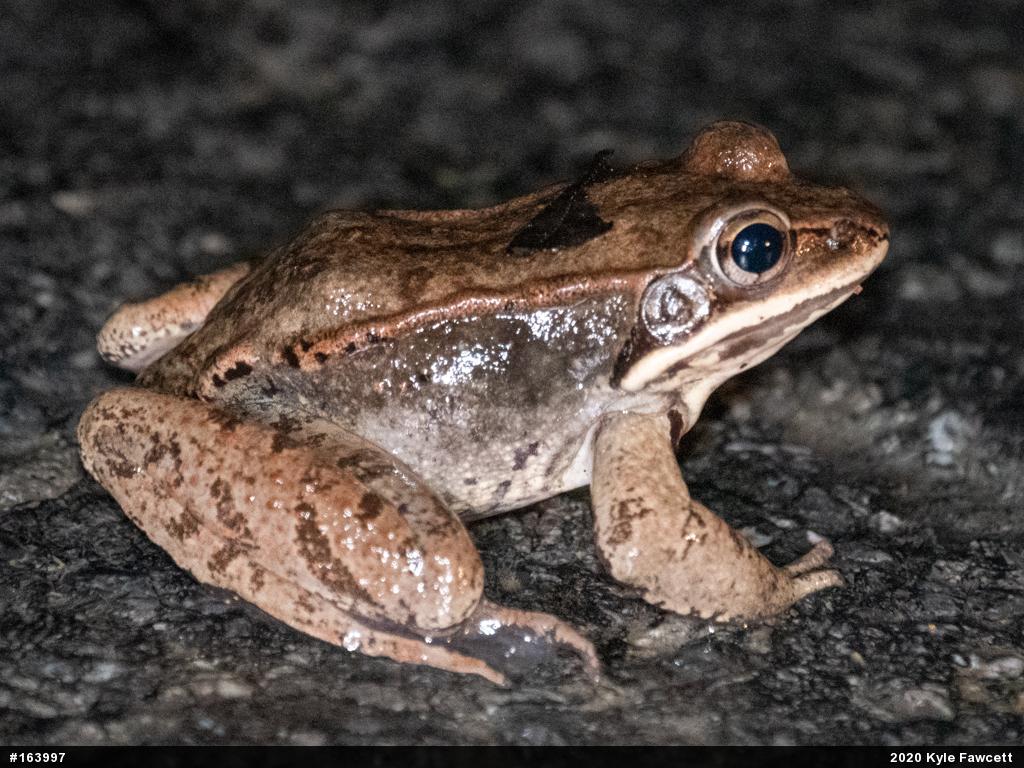 Wood Frog