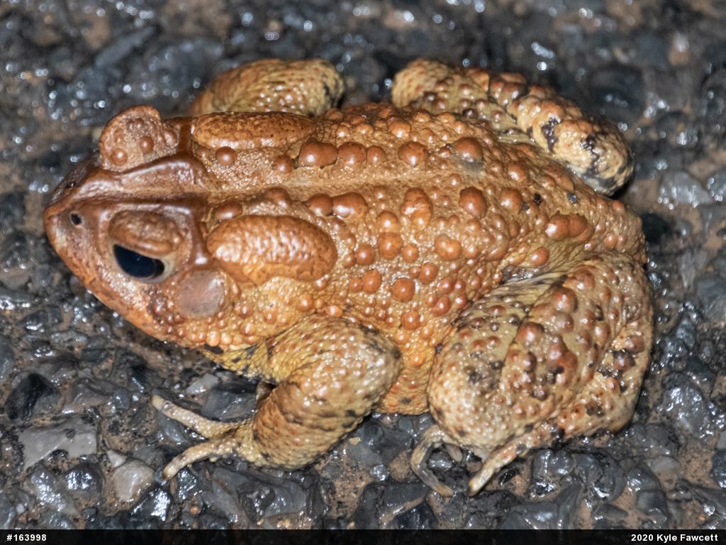 Eastern American Toad