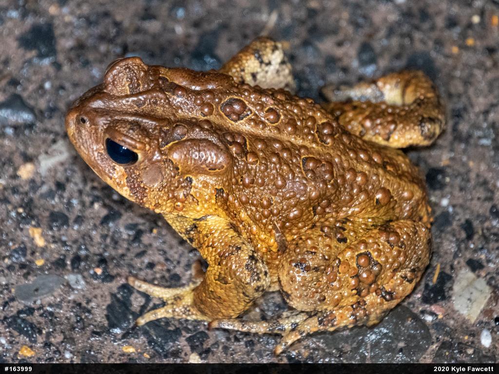 Eastern American Toad
