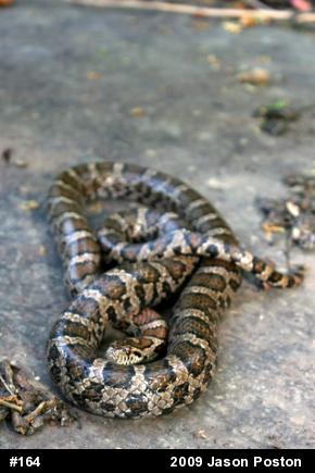 Eastern Milksnake